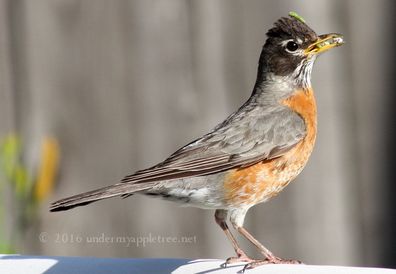 RobinFeedingFledgling_IMG_5382