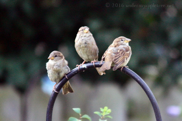 Juvenile House Sparrows
