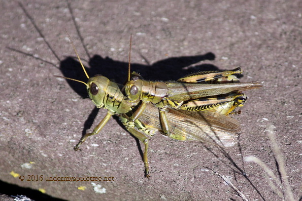 grasshopper