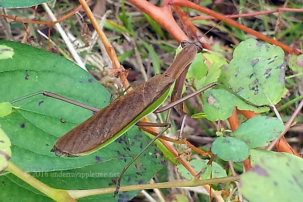 prayingmantis