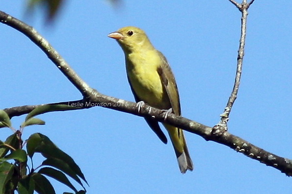 tanager-female-crop_img_5618