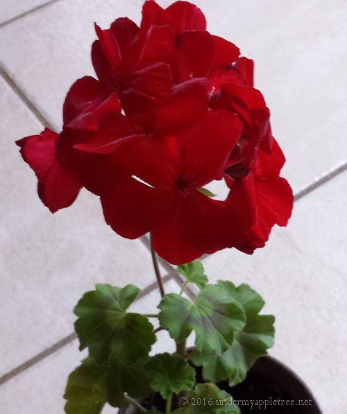 redgeranium_20161123_105814