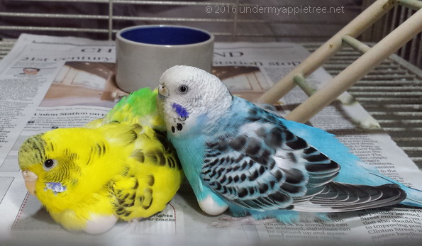 budgiebuddies_20161204_170637