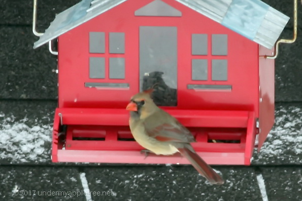 mrscardinal_img_3874