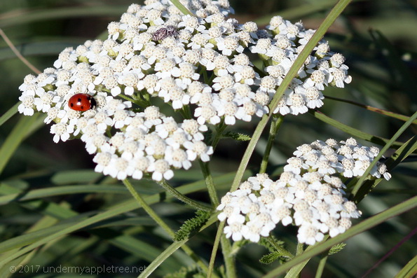 Queen Anne's Lace