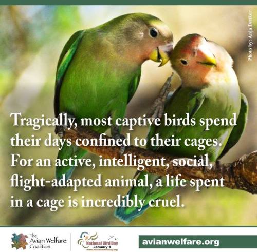 National Bird Day - January 5th